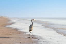 Riviera Paradise (Crystal Beach, TX)