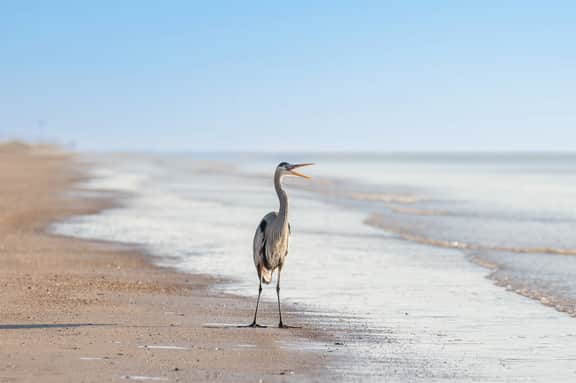 Riviera Paradise (Crystal Beach, TX)